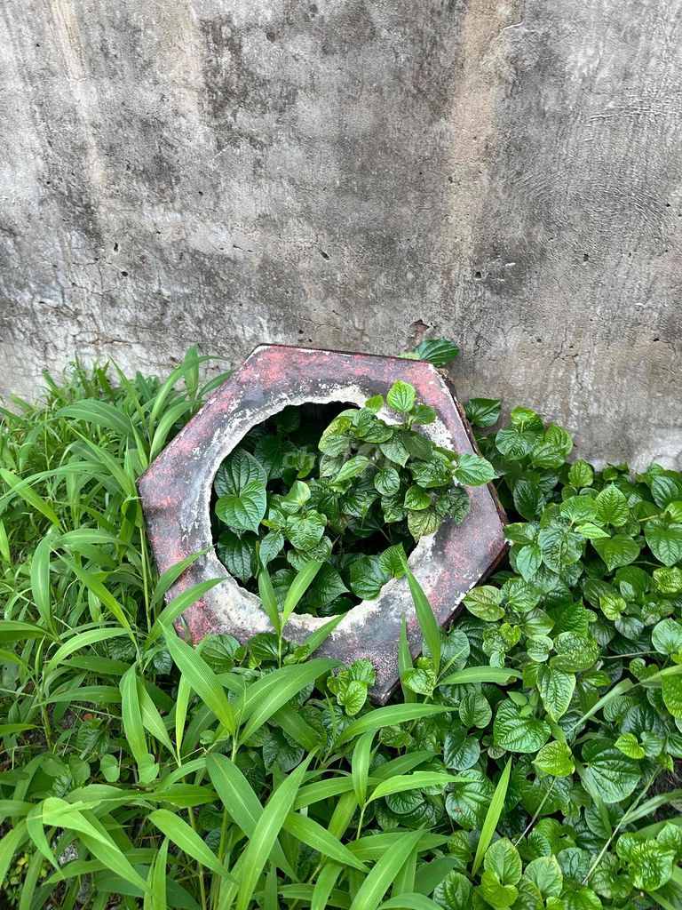 Chậu cảnh Gốm Lục giác Đỏ Vàng. Mua bán Cây cảnh, đồ trang trí tại Thị xã Bến Cát Bình Dương được đăng bởi đặng văn vương hình 1