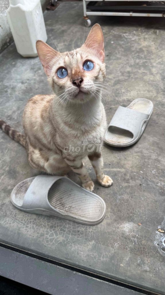 Bengal Snow Lynk mắt Xanh sapphire Ngọc đại dương. Mua bán Mèo tại Quận 7 Tp Hồ Chí Minh được đăng bởi PHẠM QUỐC LẬP hình 1