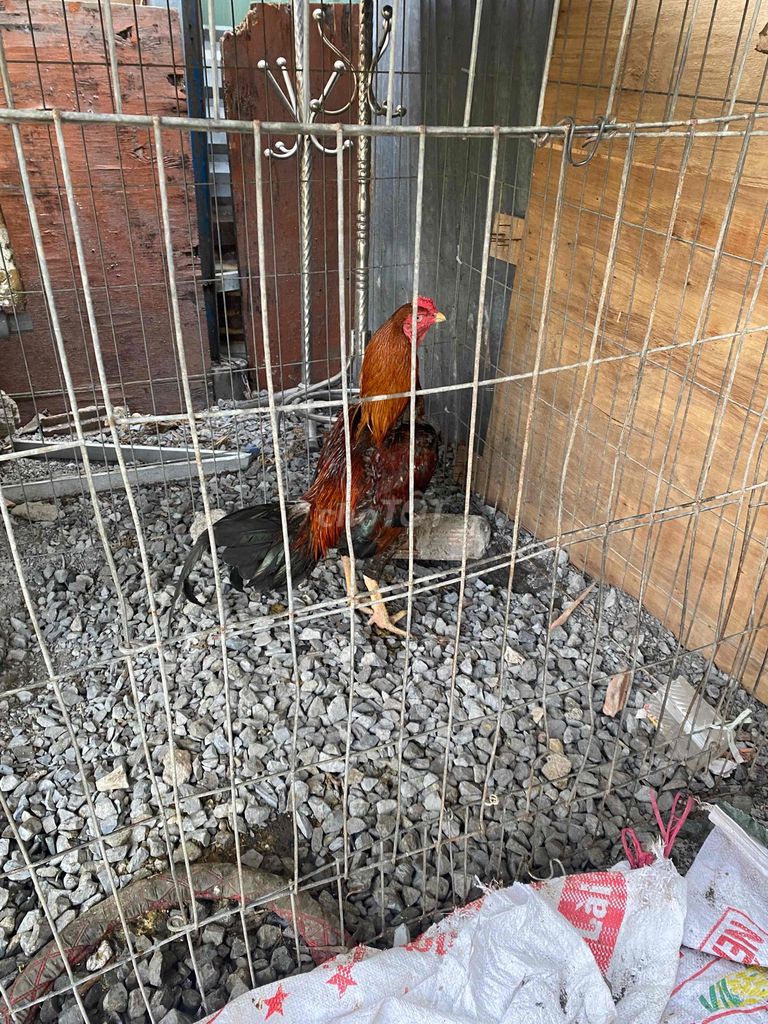 Gà Asil boby rặc. Mua bán Gà tại Quận 12 Tp Hồ Chí Minh được đăng bởi Quang Khai hình 1