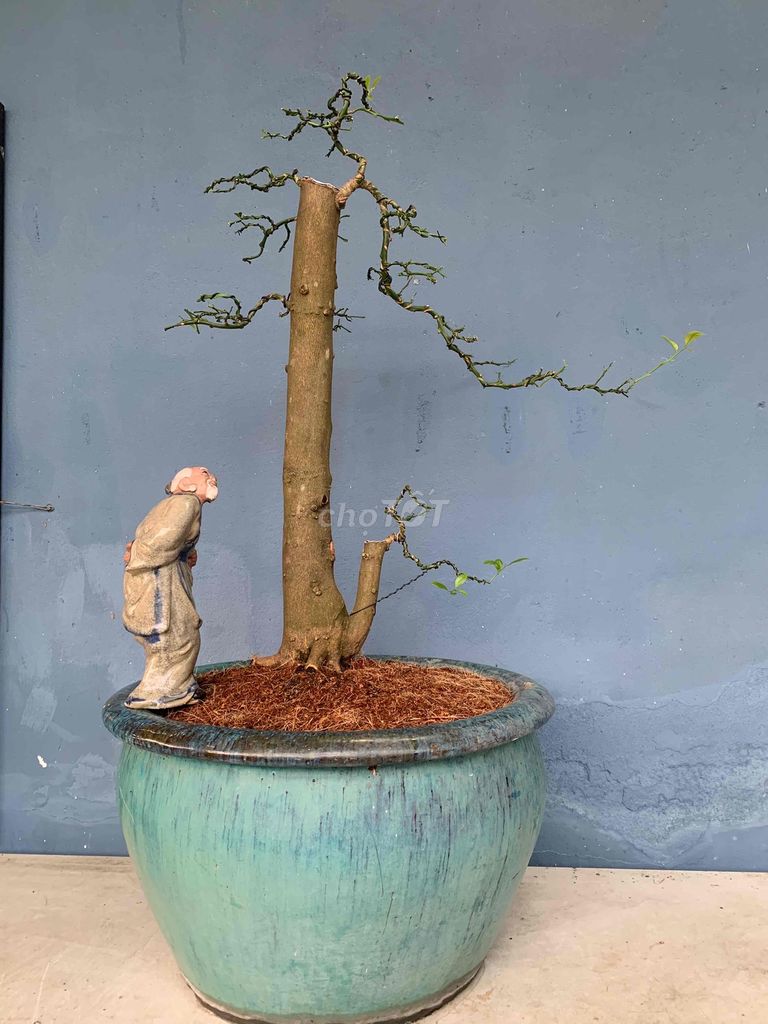 Bonsai Chanh ta