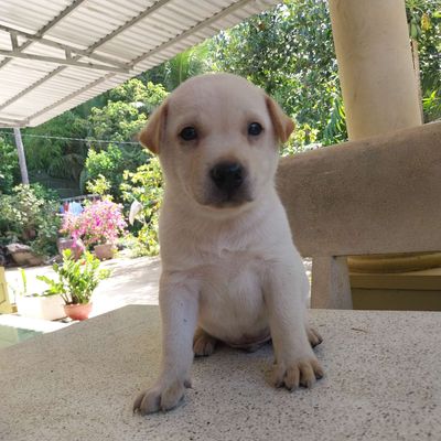 Cần tìm nhà mới cho các bé. Mua bán Chó tại Quận 6 Tp Hồ Chí Minh được đăng bởi Thanh hùng