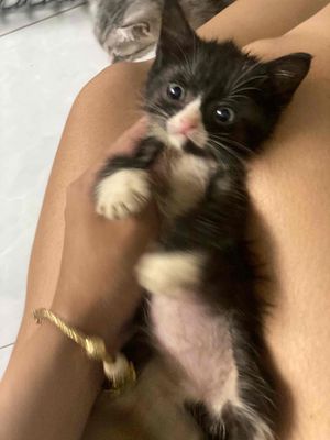 mèo ald lai tuxedo