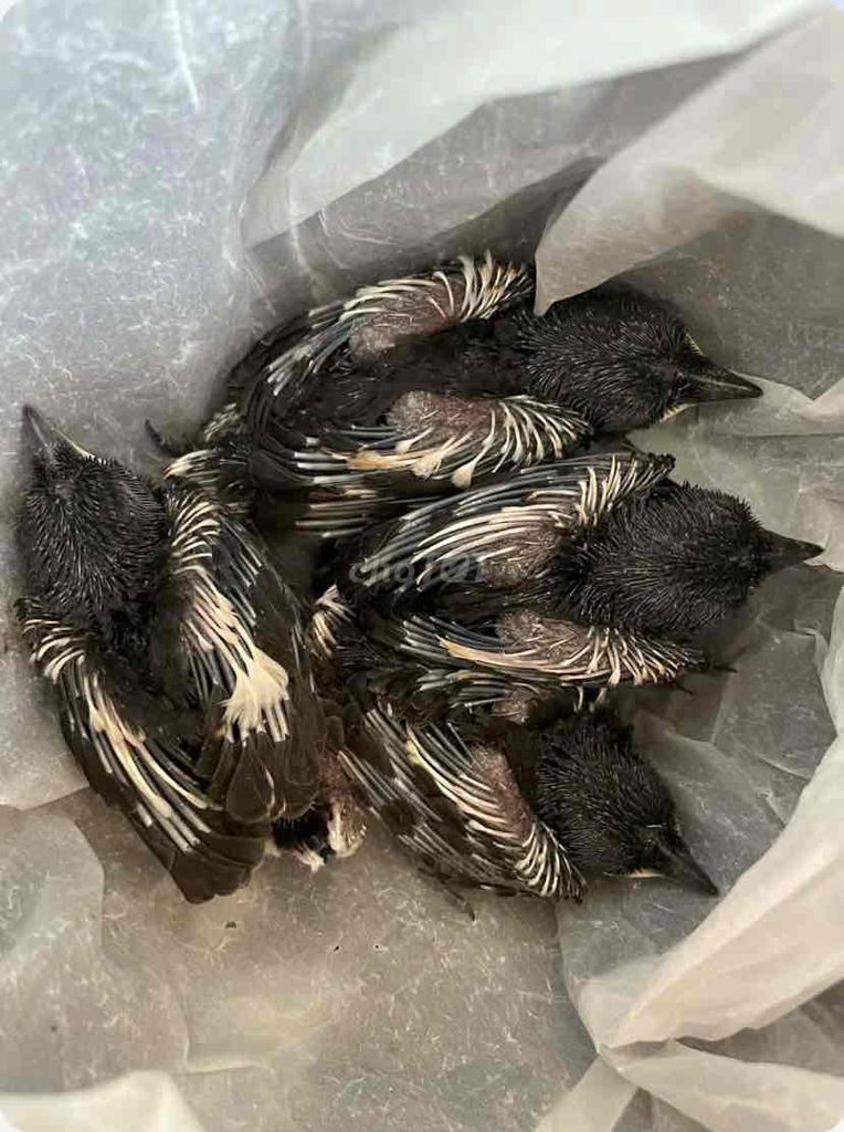 Tổ choè than 4 con. Mua bán Chim tại Quận Hoàng Mai Hà Nội được đăng bởi Minh Đạt hình 1