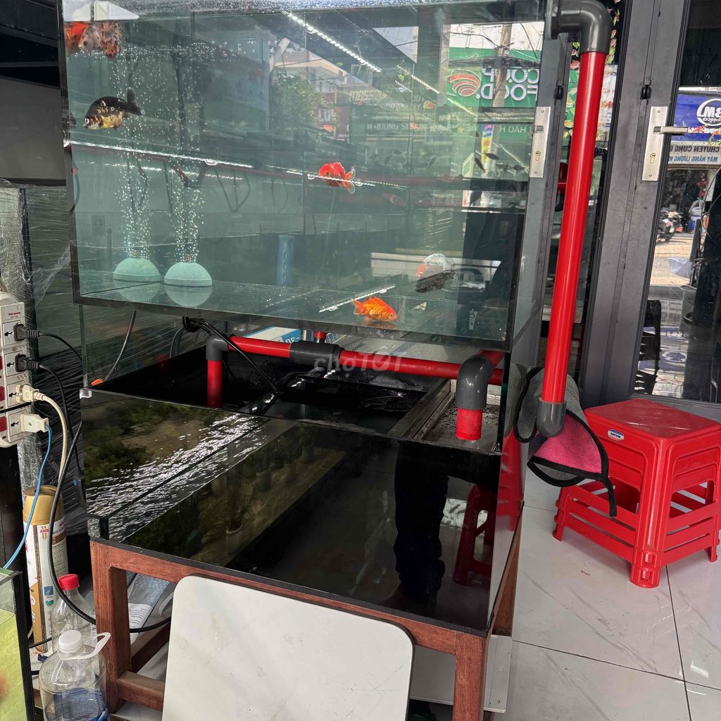 Bể cá cảnh Kính 8ly Trung Quốc. Mua bán Phụ kiện, Thức ăn, Dịch vụ tại Quận Gò Vấp Tp Hồ Chí Minh được đăng bởi Nguyễn Anh Tuấn hình 1