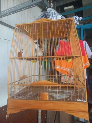 Khônh thơi gian chăm cân chia lai. Mua bán Chim tại Huyện Hóc Môn Tp Hồ Chí Minh được đăng bởi Anh Tuan
