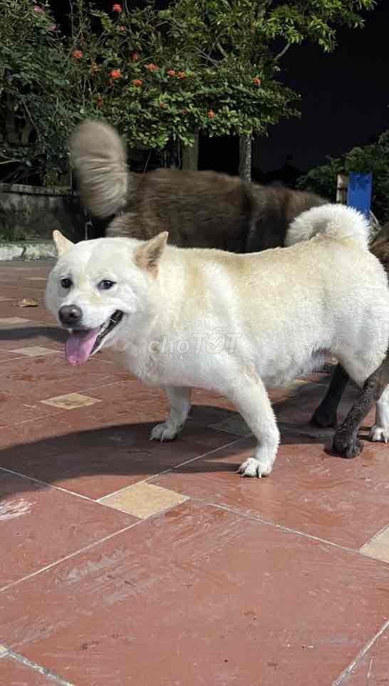 Chó Shiba, màu vàng kem, hơn 1 tuổi đã đẻ 1 lứa