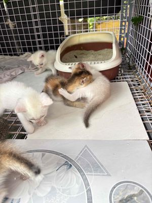 mèo nhà đẻ.. Mua bán Mèo tại Huyện Bình Chánh Tp Hồ Chí Minh được đăng bởi Mỹ Mỹ hình 1