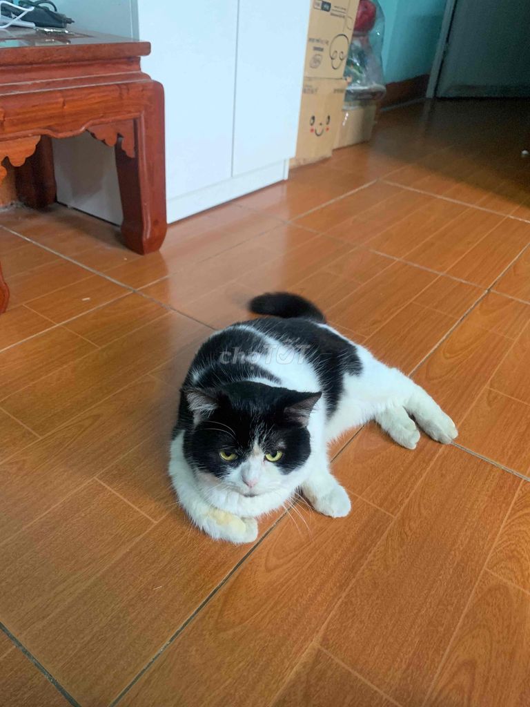 Mèo lông dài Đen trắng. Mua bán Mèo tại Huyện Thường Tín Hà Nội được đăng bởi Thành hình 1