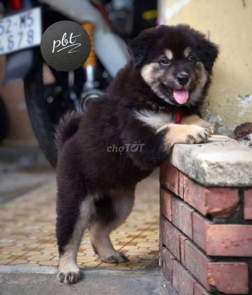Chó Gấu Bắc Hà Cái Đen tứ mục 2 tháng. Mua bán Chó tại Quận Gò Vấp Tp Hồ Chí Minh được đăng bởi Lan Phương hình 1