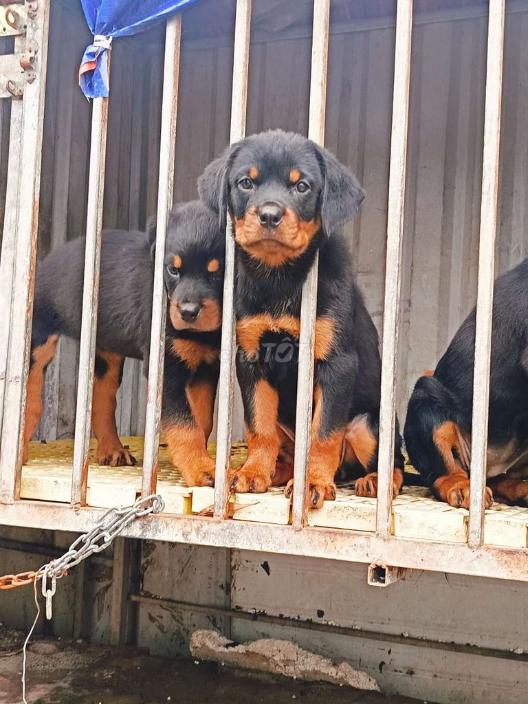 E cái Rottweiler thuần chủng 2 tháng tuổi