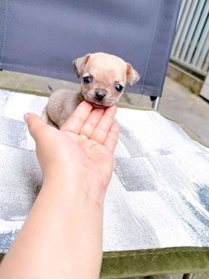 Chihuahua đực và cái. Mua bán Chó tại Thành phố Dĩ An Bình Dương được đăng bởi Quỳnh
