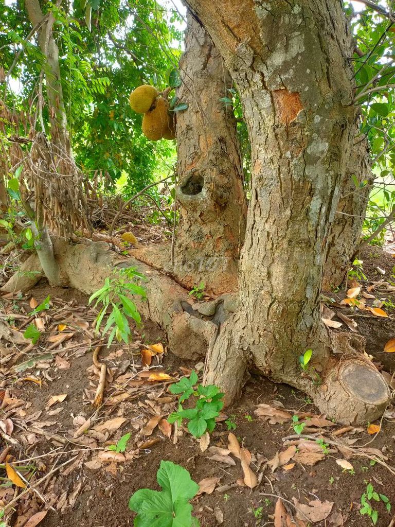 Mít quái ae nào cần thì liên hệ trực tiếp