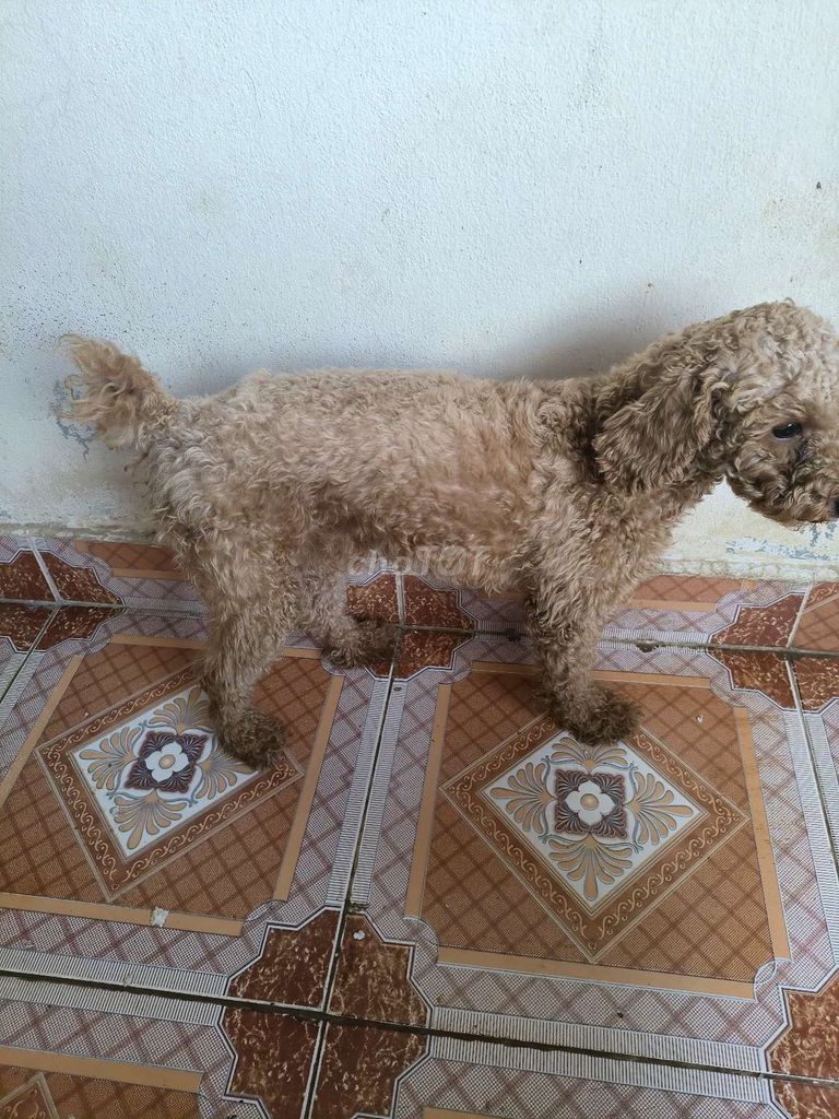Poodle đực, hơn 1 tuổi. Mua bán Chó tại Quận Hải Châu Đà Nẵng được đăng bởi Vo Lam hình 1