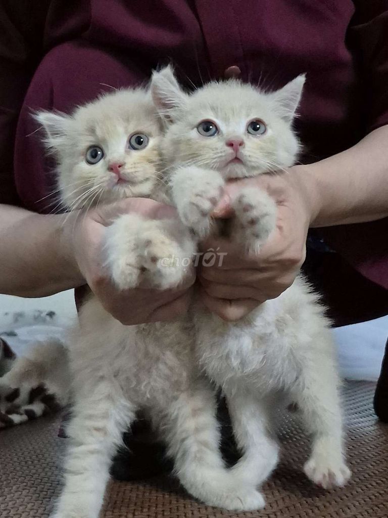 Mèo Anh lông ngắn 2 tháng tuổi. Mua bán Mèo tại Quận Hoàng Mai Hà Nội được đăng bởi Hương  hình 1