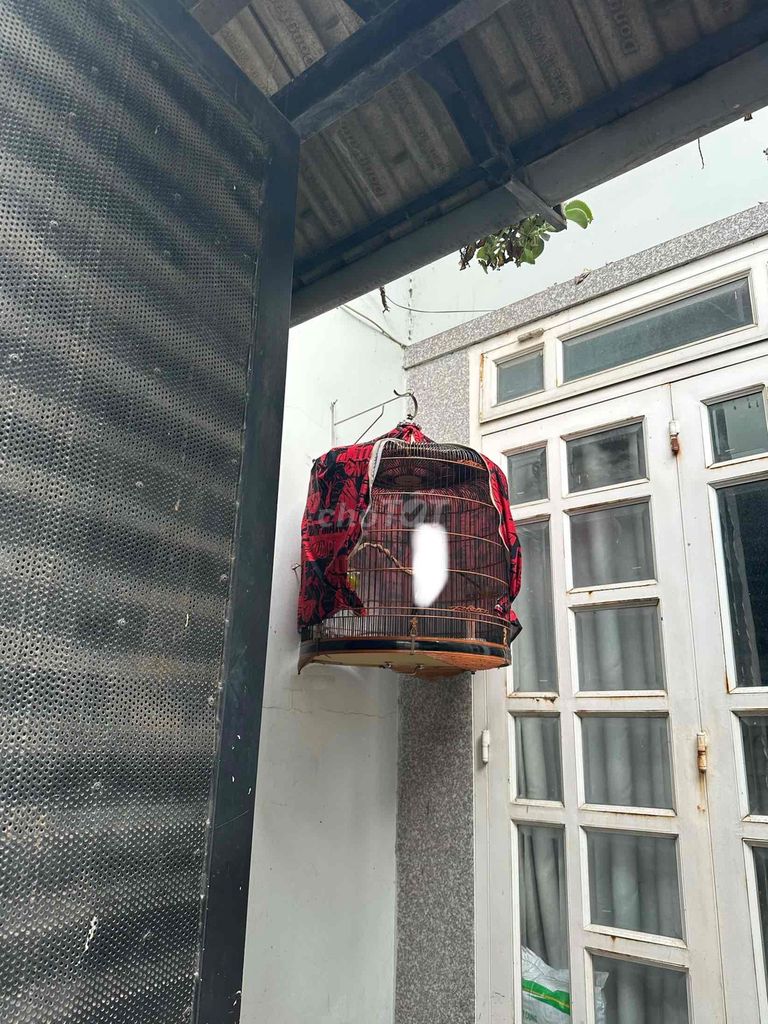 bộ 32 với lồng 100 nan. Mua bán Chim tại Quận Gò Vấp Tp Hồ Chí Minh được đăng bởi Đam Mê hình 1