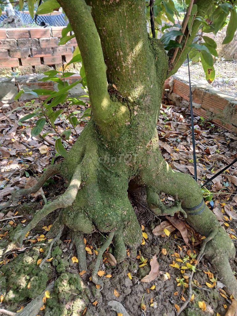 Cây cảnh Mai 50cm. Mua bán Cây cảnh, đồ trang trí tại Huyện Cái Bè Tiền Giang được đăng bởi Vu hình 1