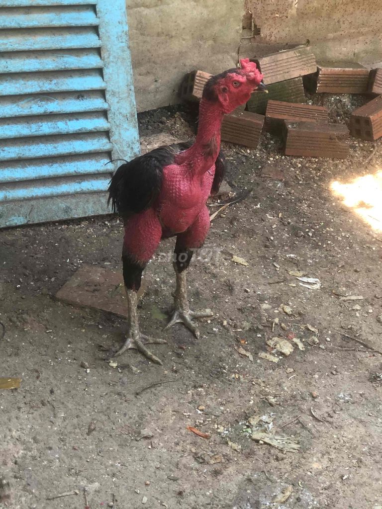 Gà trống đòn 4kg