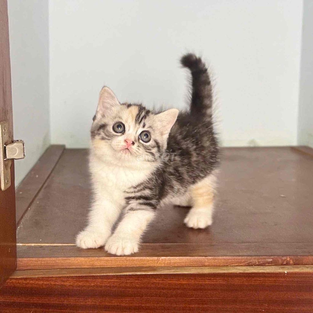 Mèo Anh lông ngắn cái Tam thể. Mua bán Mèo tại Quận 12 Tp Hồ Chí Minh được đăng bởi Tường Vy hình 1