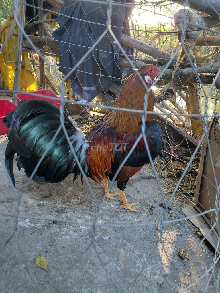 Gà chọi Nâu đen đực 8 tháng. Mua bán Gà tại Huyện Bình Chánh Tp Hồ Chí Minh được đăng bởi Ty Keo hình 1