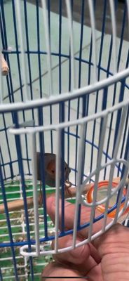 Ra đi cả bộ sâu đầu đỏ. Mua bán Chim tại Thành phố Thủ Đức Tp Hồ Chí Minh được đăng bởi Hoàng King