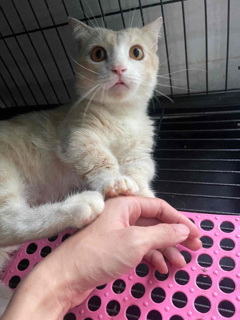Mèo Munchkin đực. Mua bán Mèo tại Quận Tân Phú Tp Hồ Chí Minh được đăng bởi wookisan hình 1