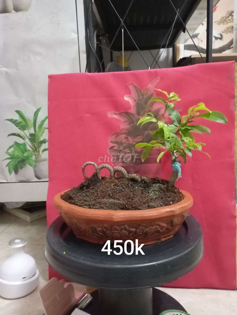 Cây cảnh bonsai Sam hương. Mua bán Cây cảnh, đồ trang trí tại Quận Phú Nhuận Tp Hồ Chí Minh được đăng bởi phúc tiger hình 1