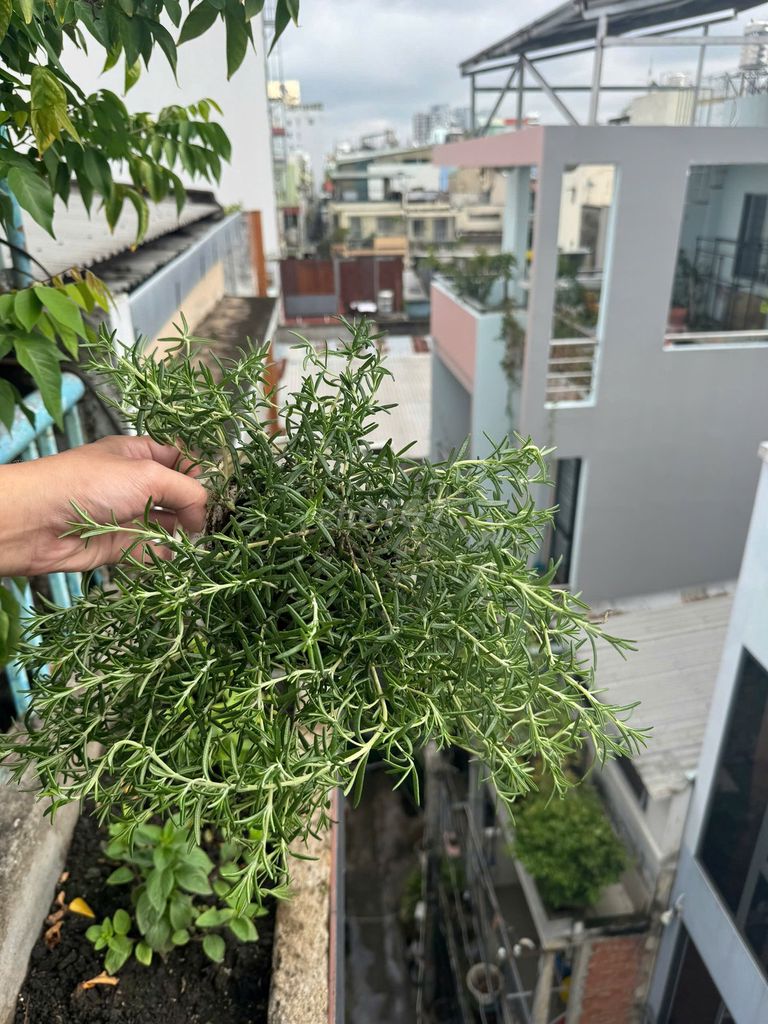Cây hương thảo rũ Hàn. Mua bán Cây cảnh, đồ trang trí tại Quận 3 Tp Hồ Chí Minh được đăng bởi Trần Nhật Minh hình 1