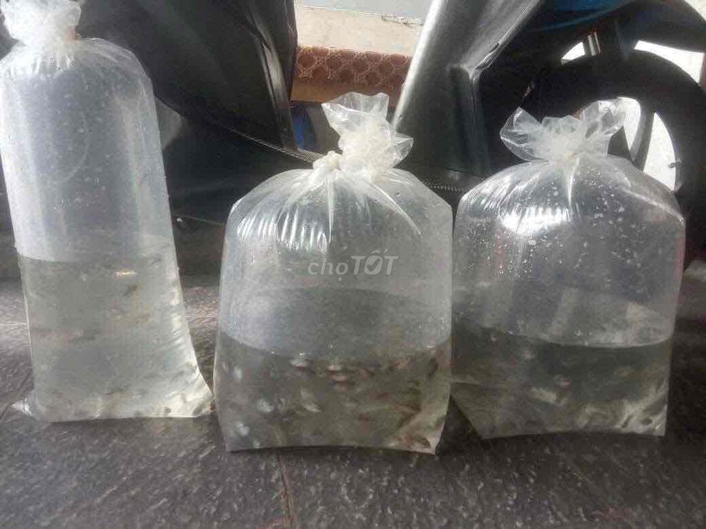 Cá la hán con thanh lý đam mê cho anh em. Mua bán Thú cưng khác tại Quận 7 Tp Hồ Chí Minh được đăng bởi La Hán Cùi Bắp hình 1