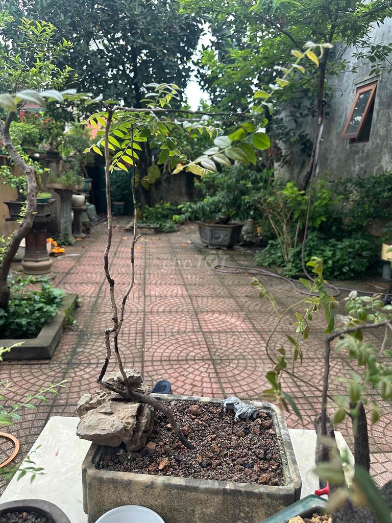 Cây cảnh muội hồng trồng châu đá cẩm thạch. Mua bán Cây cảnh, đồ trang trí tại Huyện Thường Tín Hà Nội được đăng bởi minh phúc hình 1