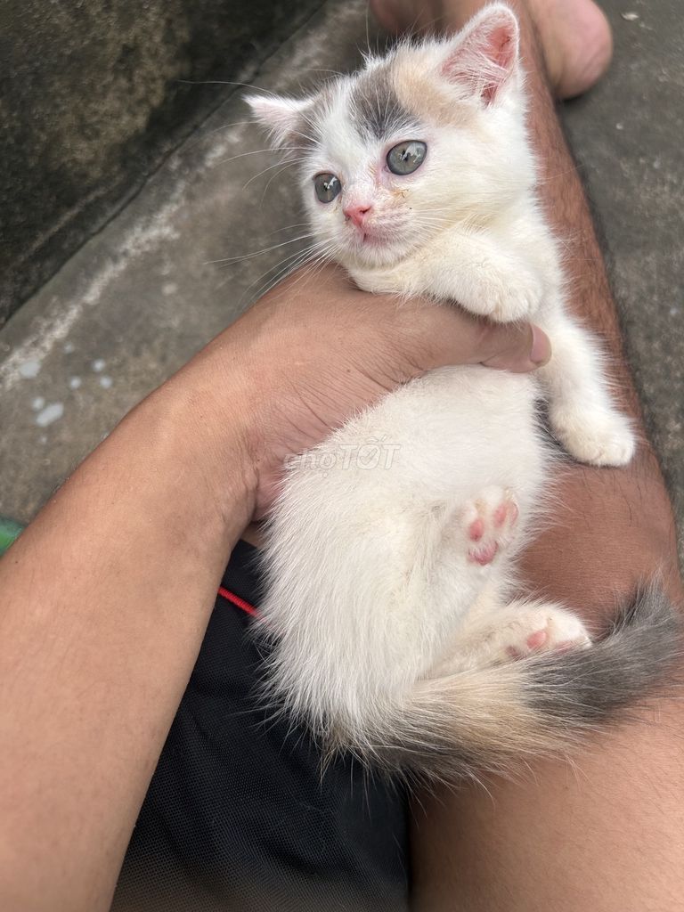 Mèo Tam thể lùn Tam thể. Mua bán Mèo tại Huyện Giao Thủy Nam Định được đăng bởi Trần Nguyễn hình 1