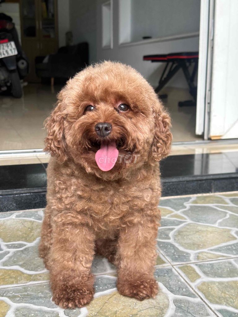 Chó Poodle cái màu Nâu. Mua bán Chó tại Thành phố Thủ Đức Tp Hồ Chí Minh được đăng bởi BÁN THÚ CƯNG KHÔNG ĐĂNG ẢNH LỪA ĐẢO  hình 1