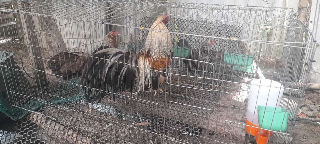 Gà cảnh nhiều màu khỏe mạnh đã tiêm. Mua bán Gà tại Huyện Tiểu Cần Trà Vinh được đăng bởi Giau Nguyen hình 1
