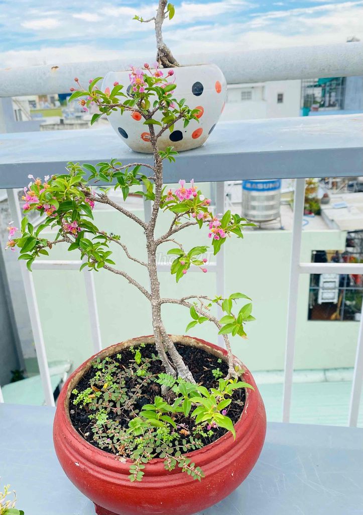 Bonsai Hồng Ngọc Mai, Chery Đỏ Mộng Mơ Tinh Tế. Mua bán Cây cảnh, đồ trang trí tại Quận Tân Phú Tp Hồ Chí Minh được đăng bởi Nguyễn Hoàng hình 1