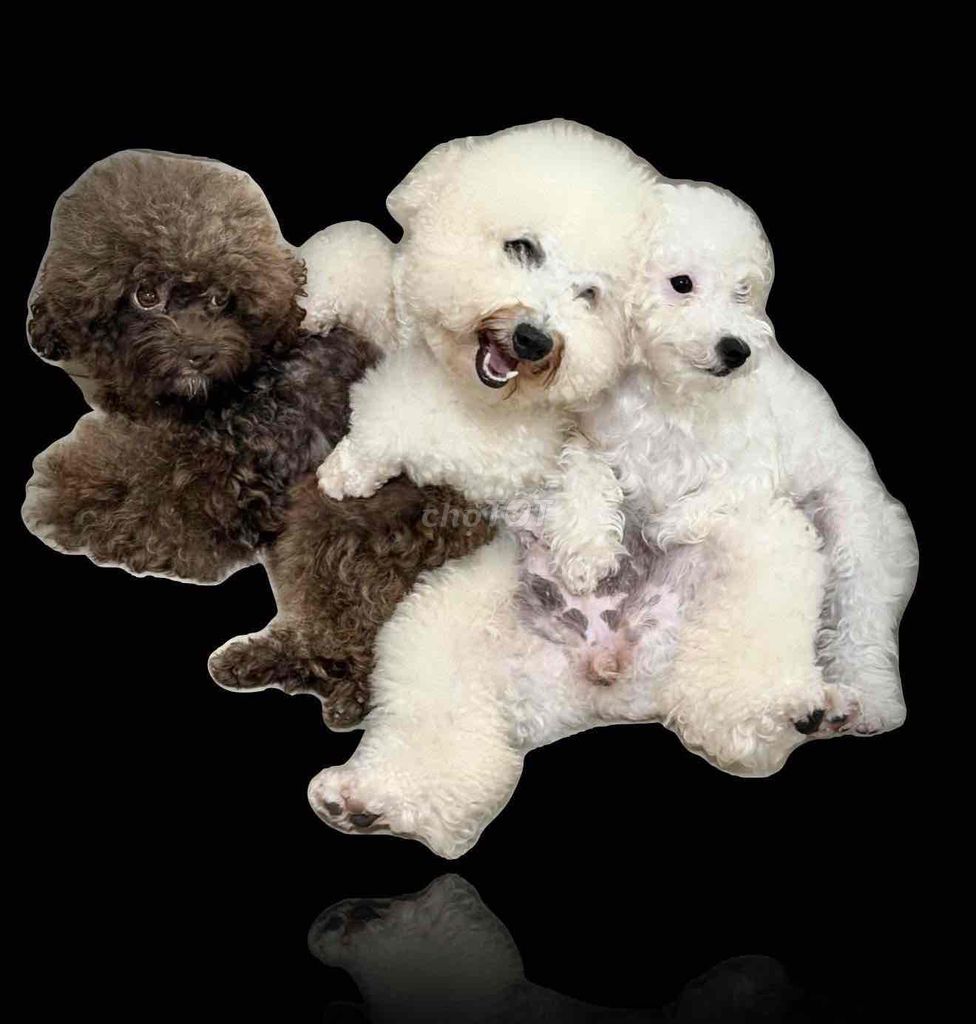 Chó Poodle màu Nâu, Trắng. Mua bán Chó tại Thành phố Thủ Đức Tp Hồ Chí Minh được đăng bởi trc ly hình 1