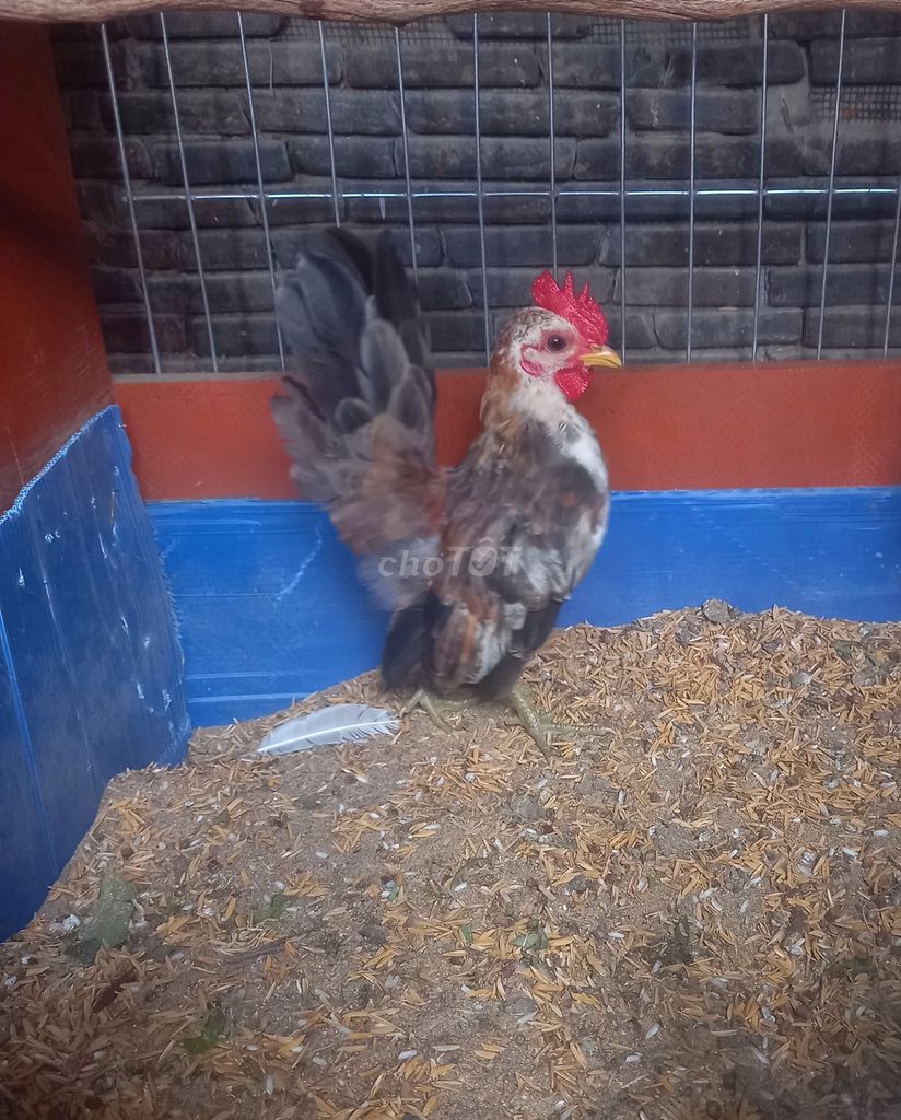 Gà Serama 1 trống chuối, 1 mái nhạn sắp đẻ . Mua bán Gà tại Quận Bình Thạnh Tp Hồ Chí Minh được đăng bởi HA hình 1