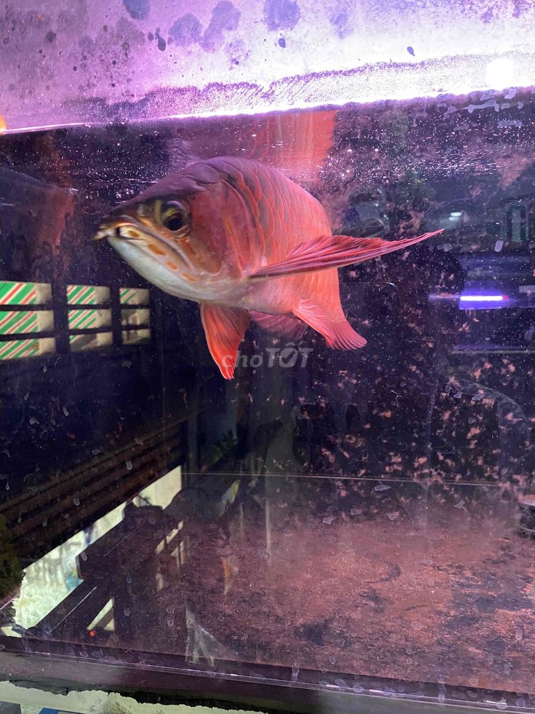 cá huyết long. Mua bán Thú cưng khác tại Thị xã Tân Uyên Bình Dương được đăng bởi Khoa hình 5