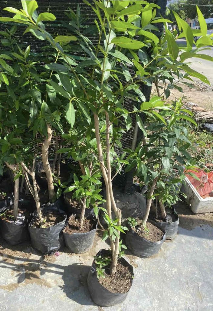 cây vối nếp & Đinh Lăng trong chậu lá dùng tốt SK