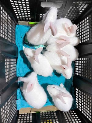 Hàng mới về thỏ kiểng, vaccine đầy đủ