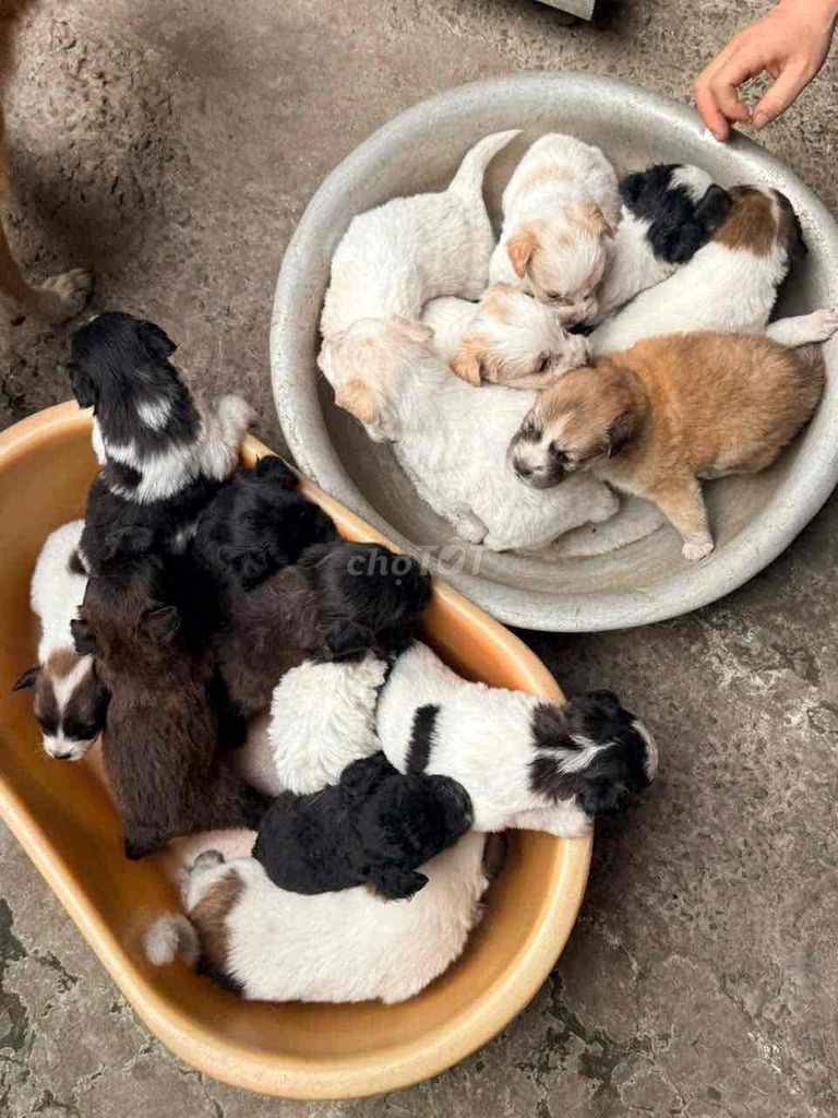 Chó Poodle Lai f1 đa sắc hơn 1 tháng. Mua bán Chó tại Thành phố Thủ Đức Tp Hồ Chí Minh được đăng bởi chuyên bull  hình 1