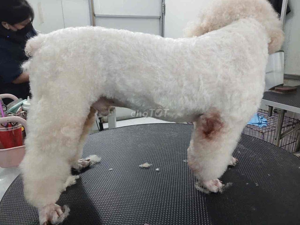 Chó Poodle Cái Trắng 2 tuổi. Mua bán Chó tại Quận 12 Tp Hồ Chí Minh được đăng bởi Dũng Nguyễn hình 1