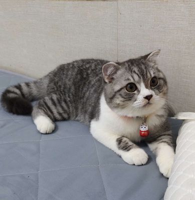 CẦN TÌM CHỦ MỚI YÊU THƯƠNG CHO BÉ MÈO TAI CỤP