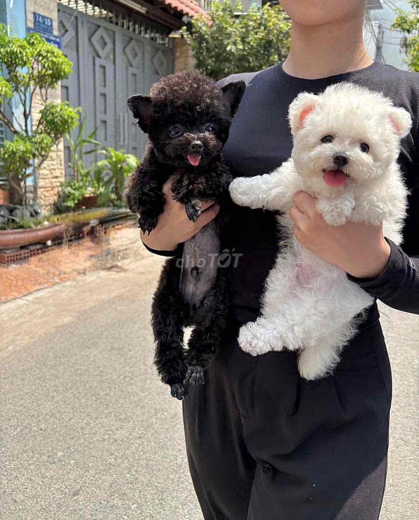 Chó Bichon Frise - Micro teacup Poodle. Mua bán Chó tại Quận 1 Tp Hồ Chí Minh được đăng bởi Poodle Sài Gòn hình 1