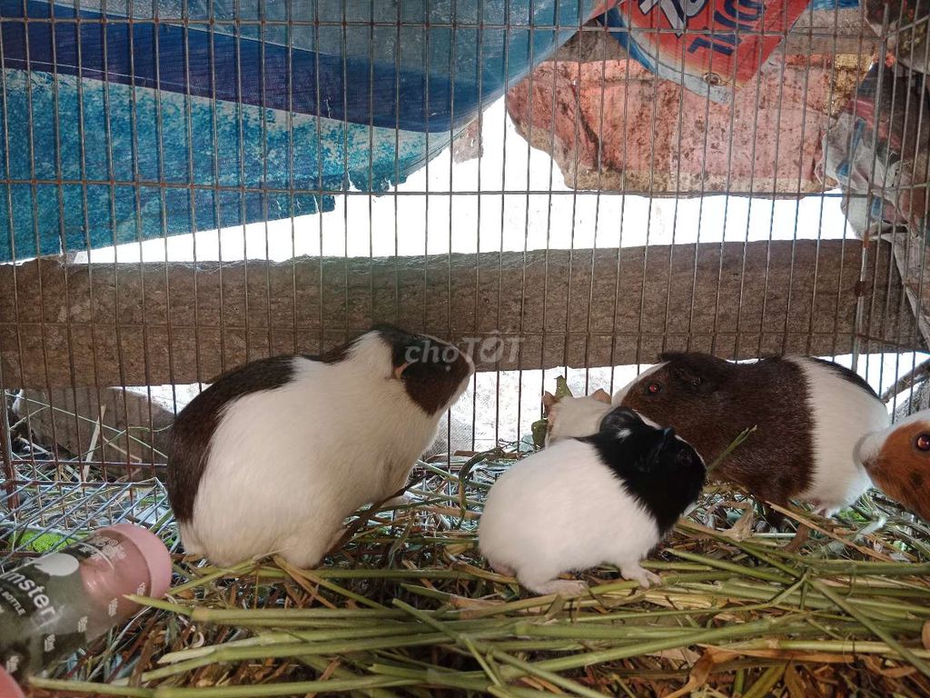 Chuột lang nhiều màu. Mua bán Thú cưng khác tại Huyện Bình Chánh Tp Hồ Chí Minh được đăng bởi Manh Cuonq hình 1