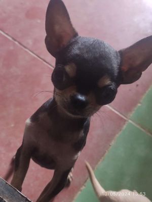 Chihuahua, phốc hươu thuần ở Đà Lạt