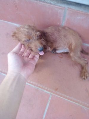 Cún Phốc lai Poddle. Mua bán Chó tại Huyện Phúc Thọ Hà Nội được đăng bởi Đức Hà