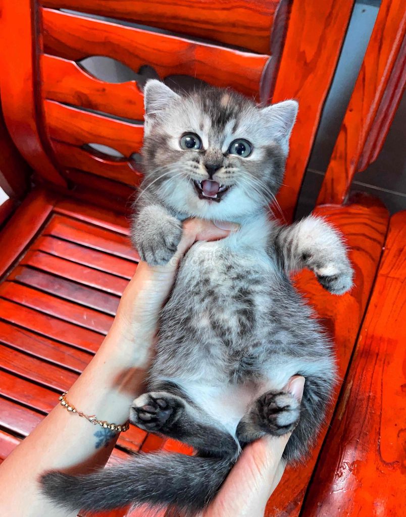 Mèo Anh lông ngắn thuần chủng ( miễn phí giao Tết). Mua bán Mèo tại Quận Gò Vấp Tp Hồ Chí Minh được đăng bởi Mèo Của Mình hình 1