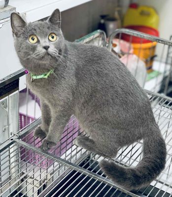 Mèo Anh lông ngắn mầu xám xanh cái tơ. Mua bán Mèo tại Quận Hai Bà Trưng Hà Nội được đăng bởi Nguyễn Hữu