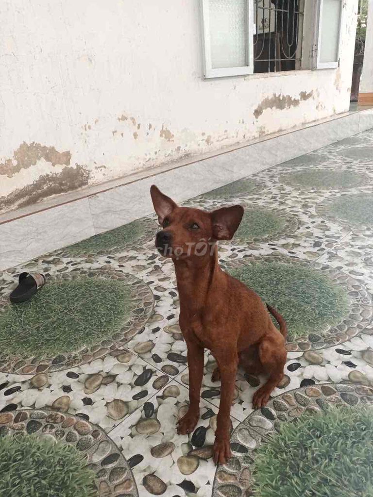 chó phóc màu lông bò 7 tháng tuổi