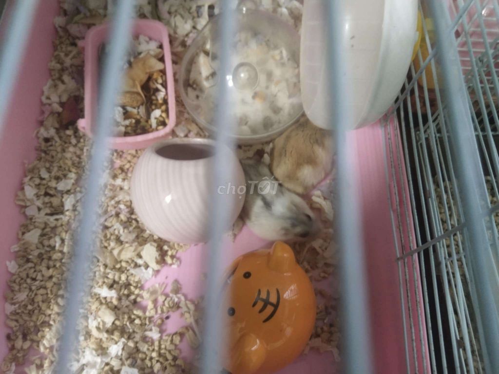 🔥Bán chuột Hamster tặng lồng🔥