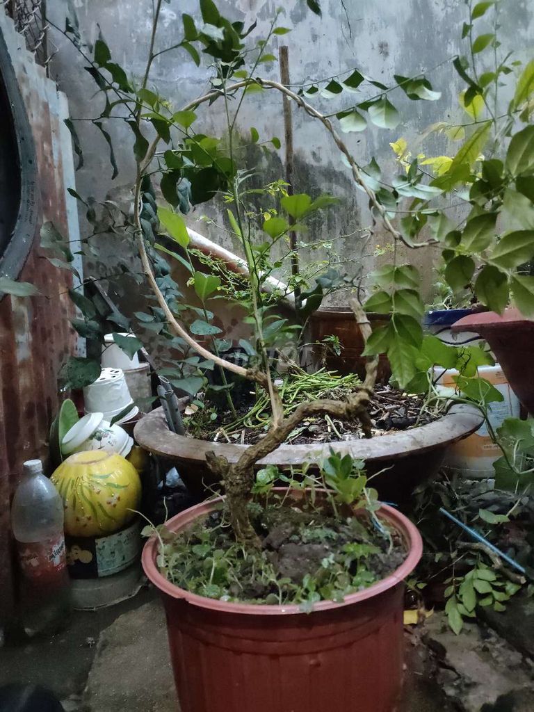 Cây cảnh bonsai Nguyệt quế. Mua bán Cây cảnh, đồ trang trí tại Thành phố Long Xuyên An Giang được đăng bởi  Nguyễn 25286 hình 1